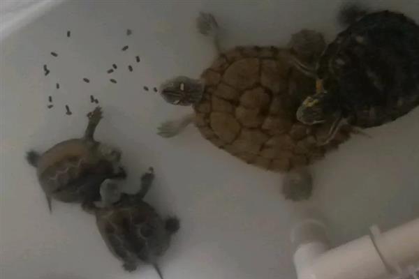 乌龟能吃火腿肠吗，乌龟不可以吃火腿肠