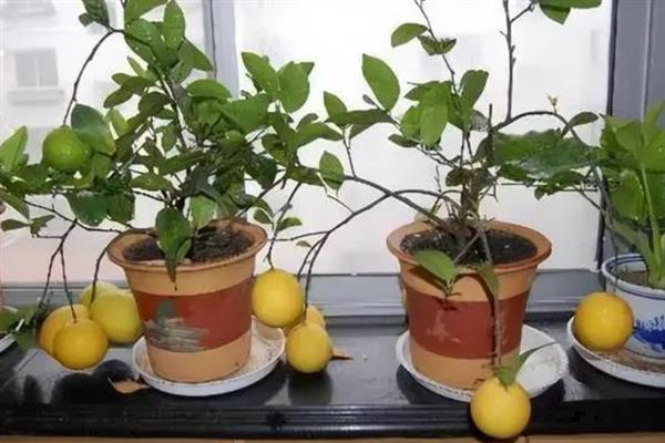 香水柠檬一年结果几次，一年最多能结四次果