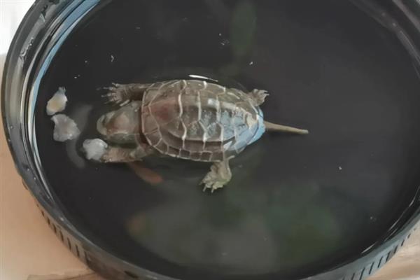 乌龟能吃火腿肠吗，乌龟不可以吃火腿肠