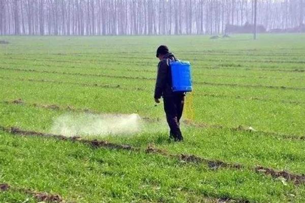 小麦除草剂的使用时间，一般在入冬前和第二年拔节的初期
