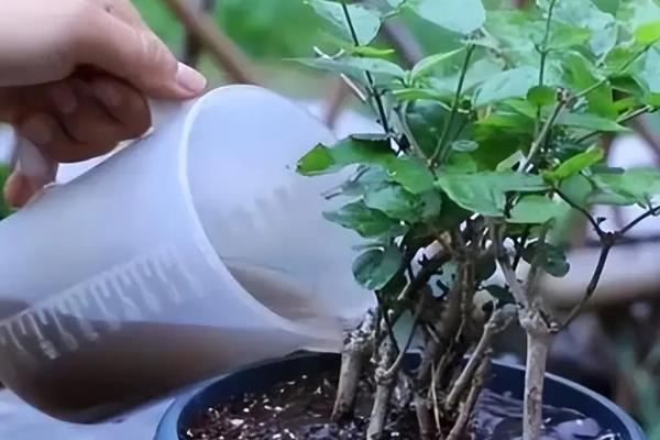 如何养护毛茉莉，花期追施两次磷肥可促进花芽形成