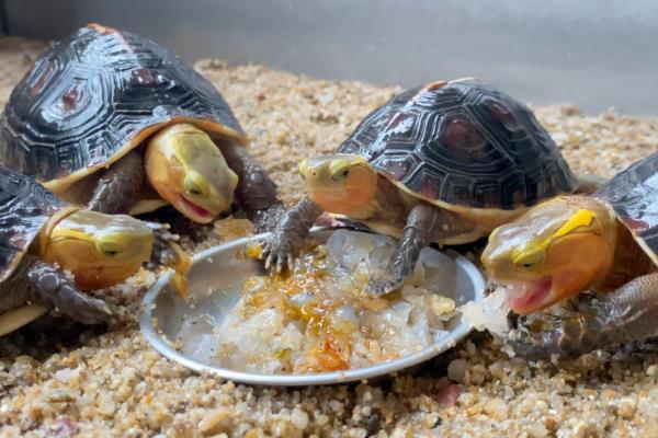 小乌龟的食物，以龟粮、动植物性饲料为主