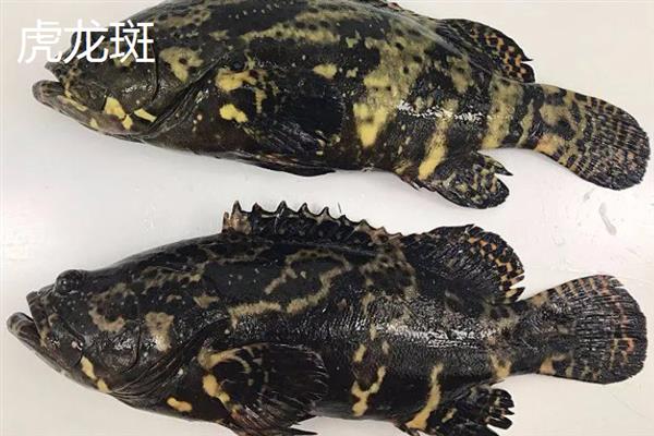 不能捕捞巨型石斑鱼的原因，体型过大捕捞比较困难