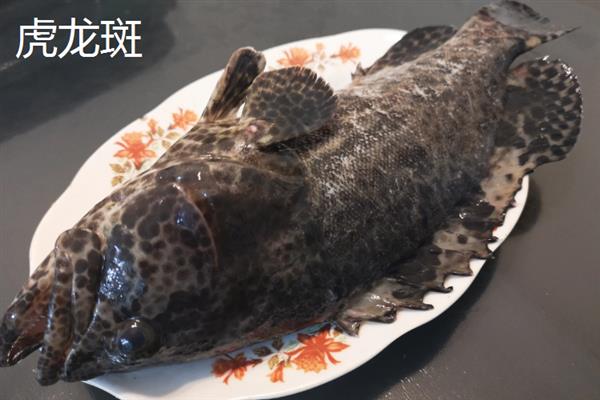 不能捕捞巨型石斑鱼的原因，体型过大捕捞比较困难