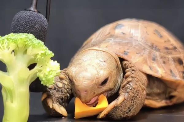 小乌龟的食物，以龟粮、动植物性饲料为主