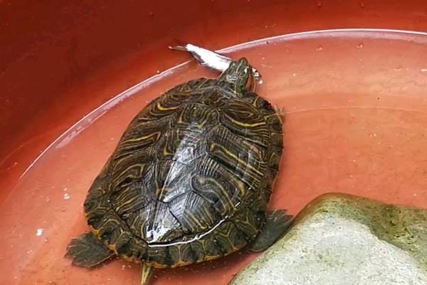 小乌龟的食物，以龟粮、动植物性饲料为主