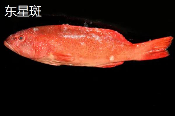 不能捕捞巨型石斑鱼的原因，体型过大捕捞比较困难