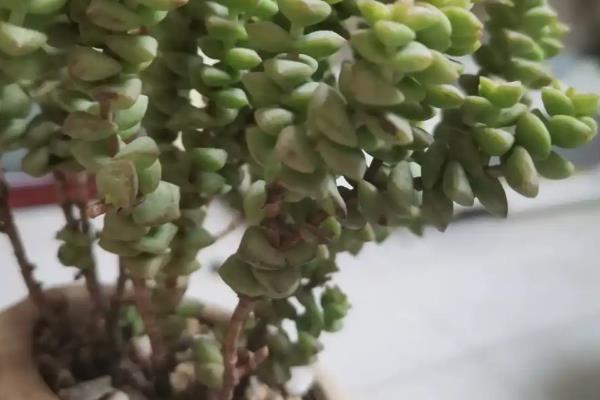 小米星为什么叶子干枯，可能是光照不足所致