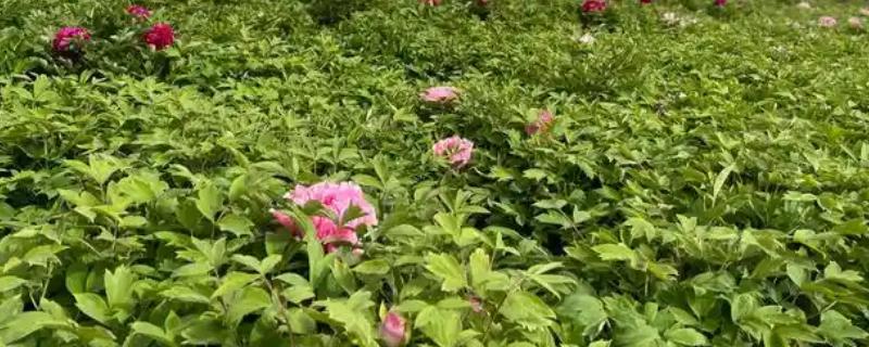 怎么种植牡丹花，使用透气的花盆为宜