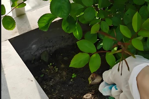 蔷薇花的施肥方法，刚栽下需施入有机肥