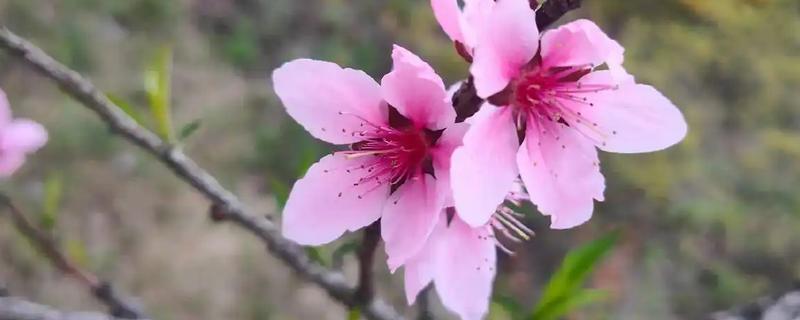 桃花和杏花哪个先开，一般杏花会先开