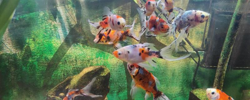 新手用什么鱼缸养鱼，方形或长方形鱼缸更容易安装设备