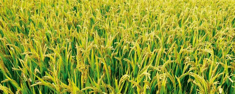 赣莲优5020水稻种子特征特性，每亩有效穗21.1万穗