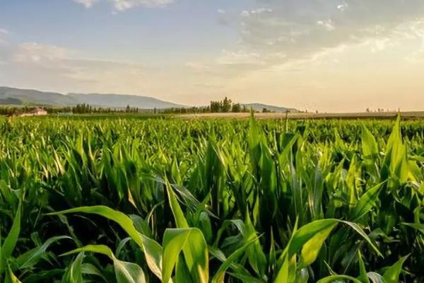 斯达糯68玉米种子特点,在云南省平均生育期83天左右