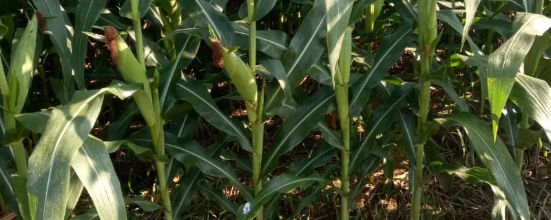 斯达糯68玉米种子特点，在云南省平均生育期83天左右