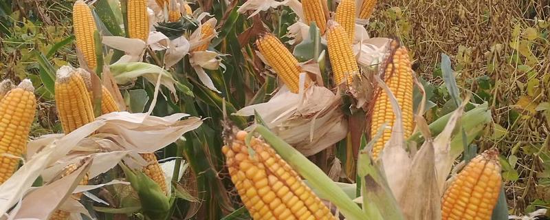 奥星115玉米种子简介，平均生育期136天