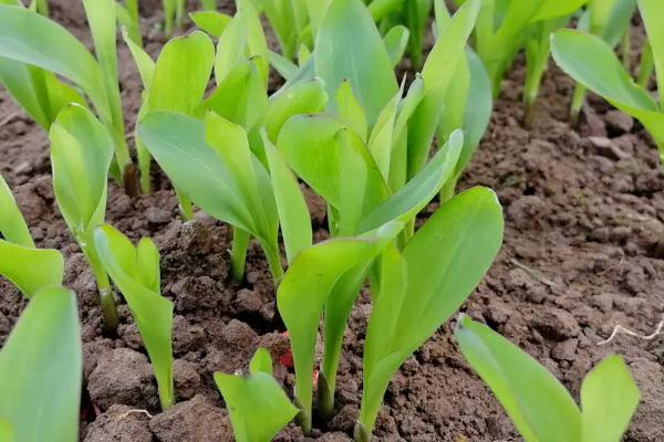 宏伟88玉米种子特点，每亩3500-4000株