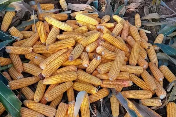 秋收玉3388玉米品种简介，平均生育期128.6天