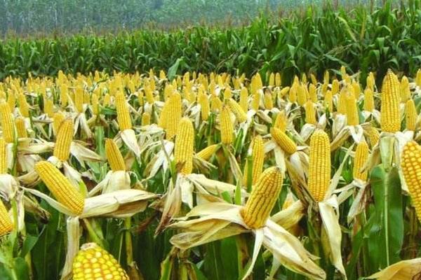 斯达糯68玉米种子特点,在云南省平均生育期83天左右