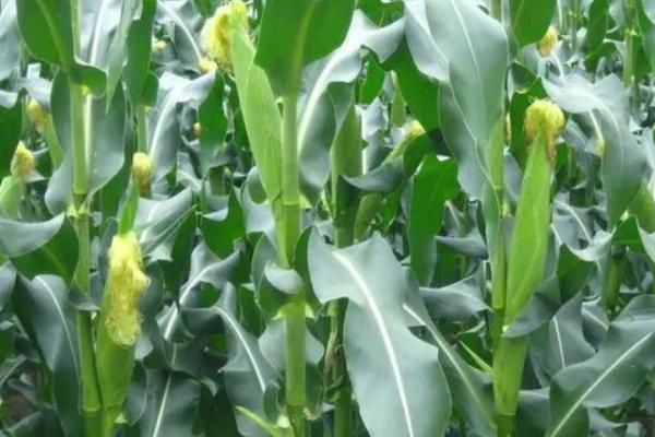 斯达糯68玉米种子特点,在云南省平均生育期83天左右