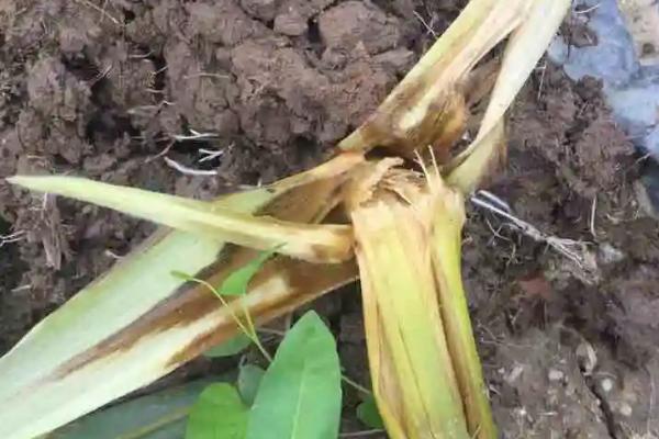 先鸿玉969玉米种子介绍，平均生育期131.6天