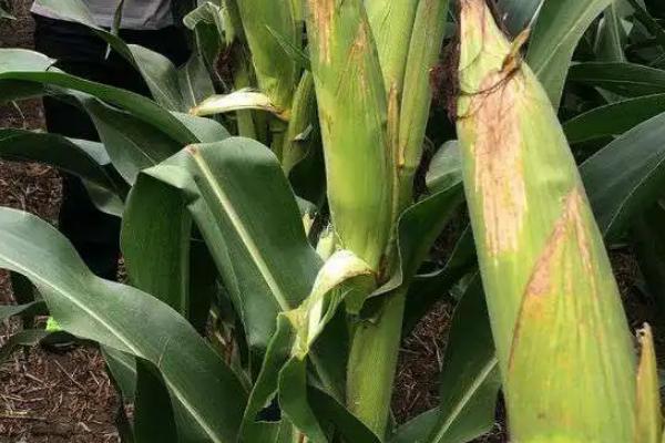 壳盛5268玉米种子特点，适宜密度4500株/亩