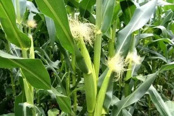 国丰玉571玉米种子特点,平均生育期128天