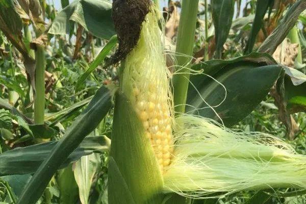 壳盛5268玉米种子特点，适宜密度4500株/亩