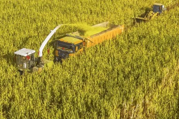 壳盛5268玉米种子特点，适宜密度4500株/亩