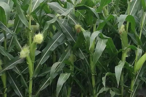 陕单956玉米种子特征特性，每亩适宜密度5500株