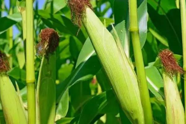 粤甜40号玉米种子介绍,密度3000—3300株/亩