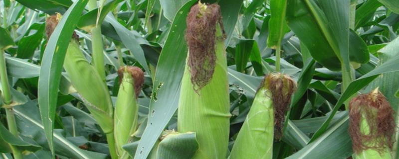 三联398玉米种子简介，注意防治病虫害