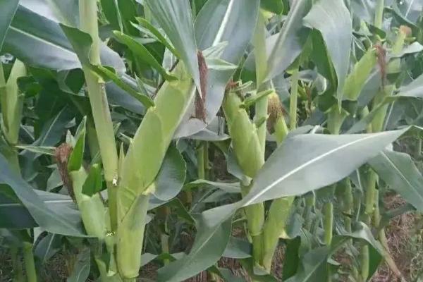 渭科17玉米种子特点，每亩适宜密度4500株