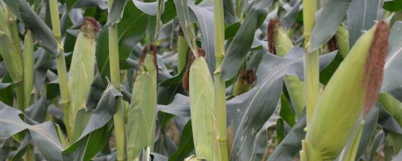 德朗169玉米种子简介，中抗大斑病