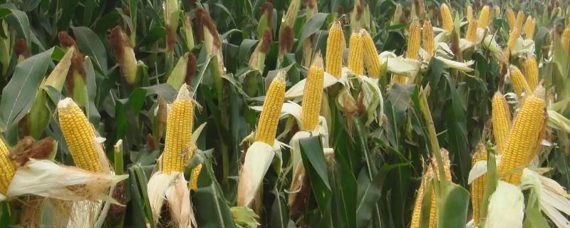 渭科17玉米种子特点，每亩适宜密度4500株