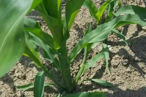 荣丰1002玉米品种简介，适宜播种期6月上中旬