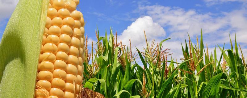 荣丰1001玉米种子特点,适宜播种期6月上中旬