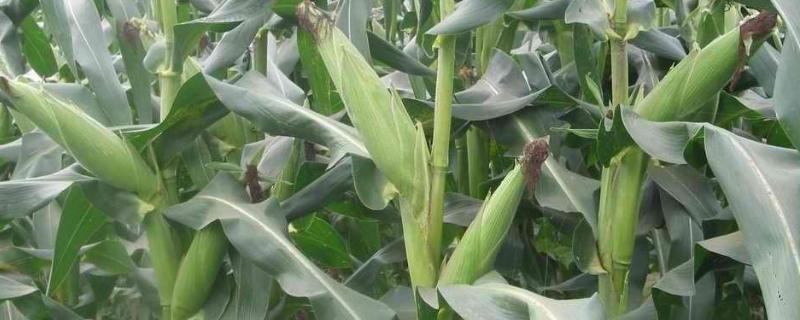 登海鲁西216玉米种子特点，中抗茎腐病