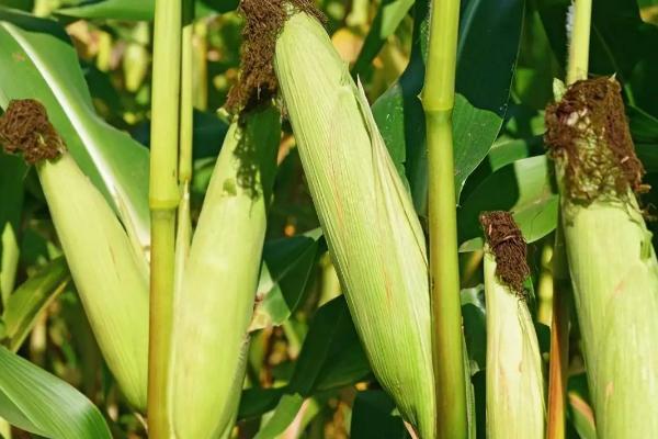 益嘉丰138玉米种子特点，适宜播种期4月下旬至5月上旬