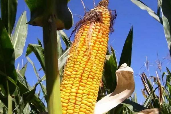 F2180玉米种子简介，中抗大斑病