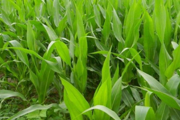 C3061玉米种子简介，密度5000株/亩左右