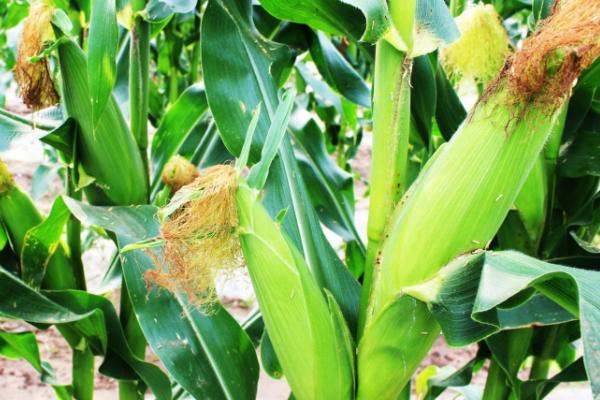 玉丰捷212玉米种子特点，中抗灰斑病