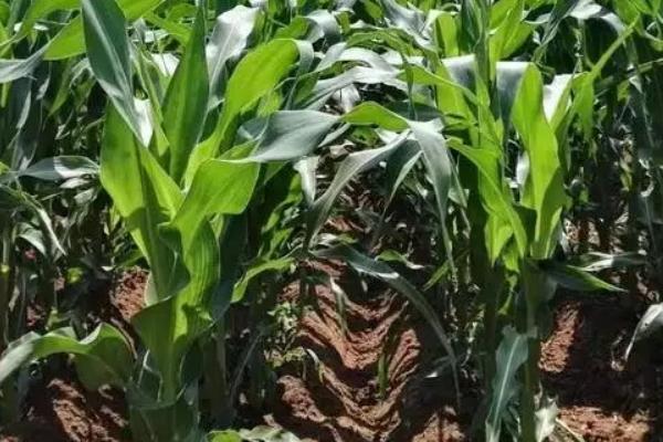 J2162玉米种子特点，适宜播种期4月下旬至5月上旬