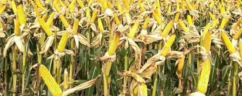 惠合818玉米品种的特性，中抗灰斑病