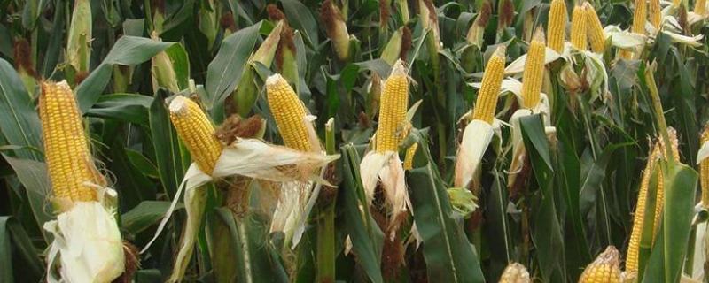 J2140玉米品种简介，中抗茎腐病