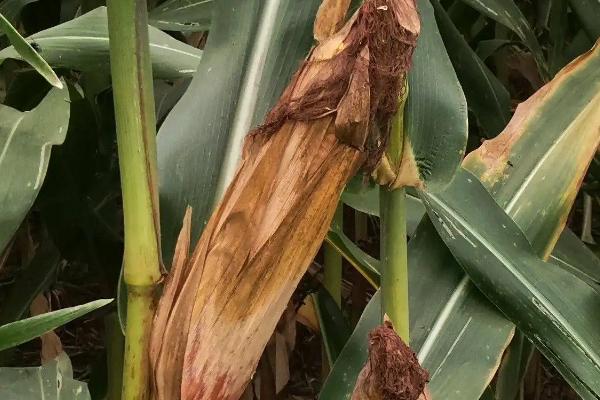 J2140玉米品种简介，中抗茎腐病