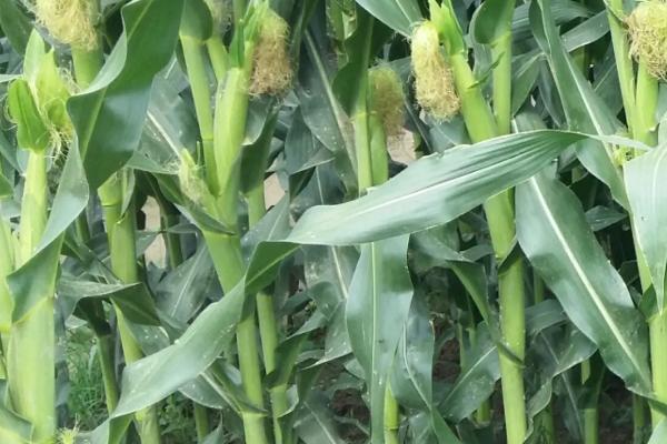 玉丰捷212玉米种子特点，中抗灰斑病