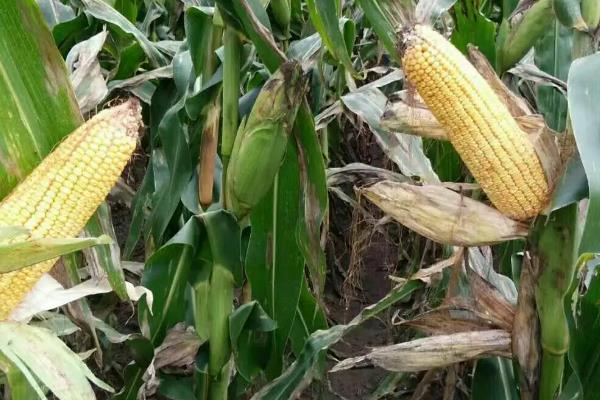 FY302玉米品种简介,适宜播种期5月上中旬