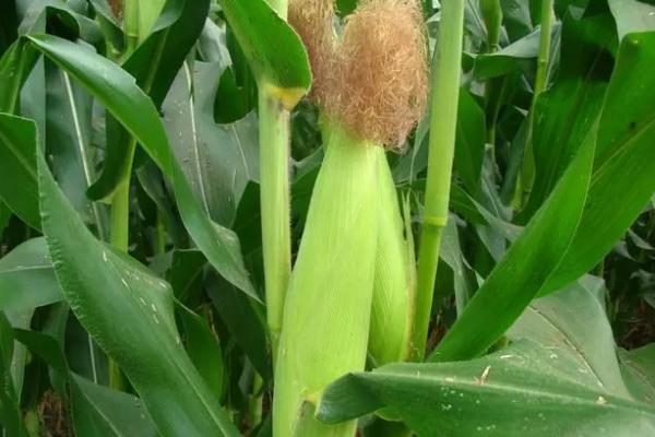 J2162玉米种子特点，适宜播种期4月下旬至5月上旬