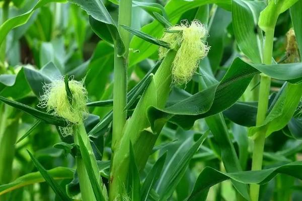 吉单523玉米种子特点，中抗茎腐病